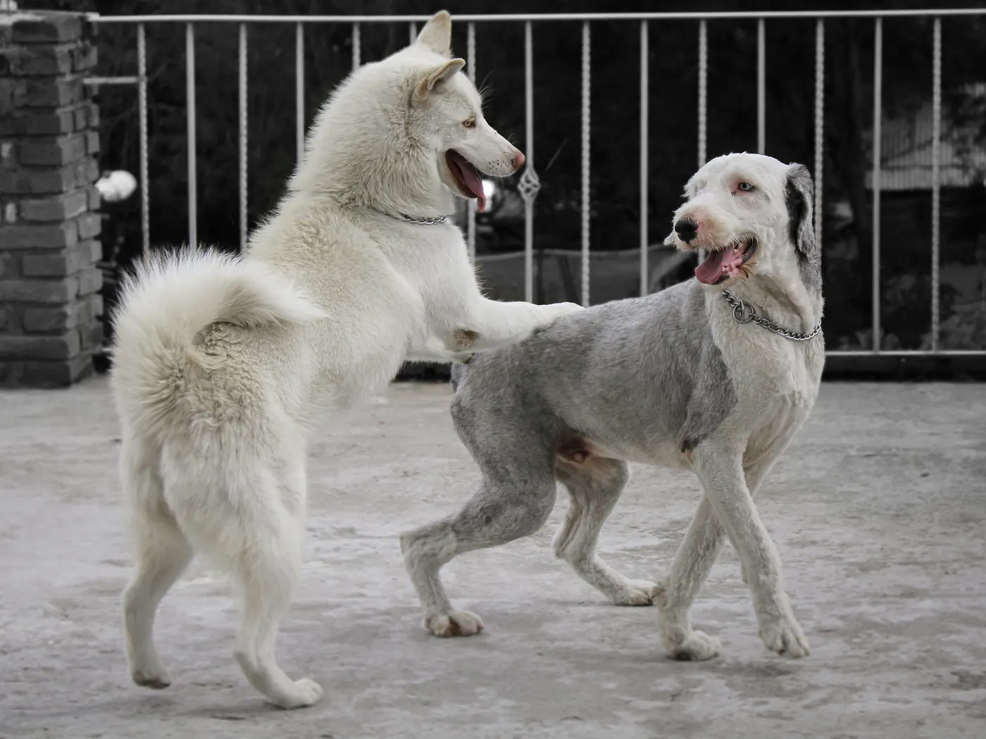 When Pets Meet Other Pets: It's All About Territory and Security