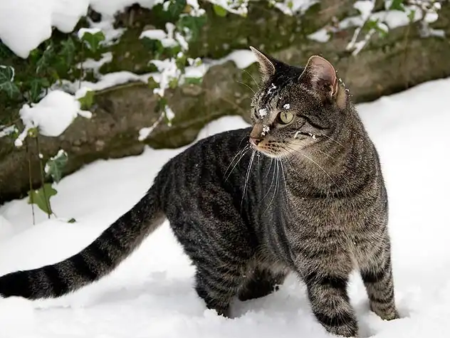 Winter Warriors: Helping Outdoor Cats Survive the Cold