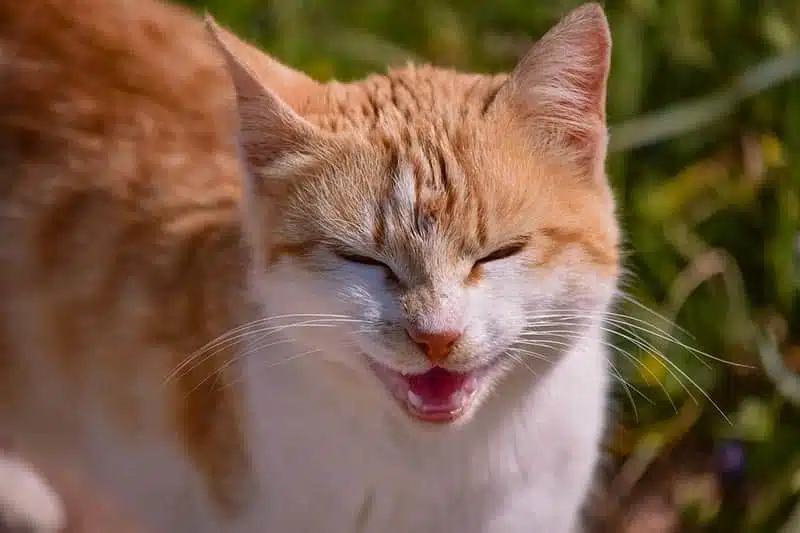 What Your Cat's Behavior Teaches About Healthy Boundaries and Communication