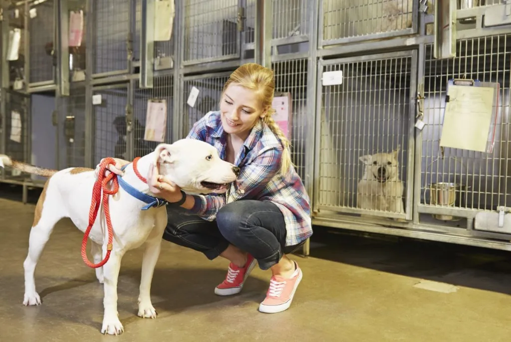 How to Decode Dog Adoption Posts: What Those Buzzwords Really Mean