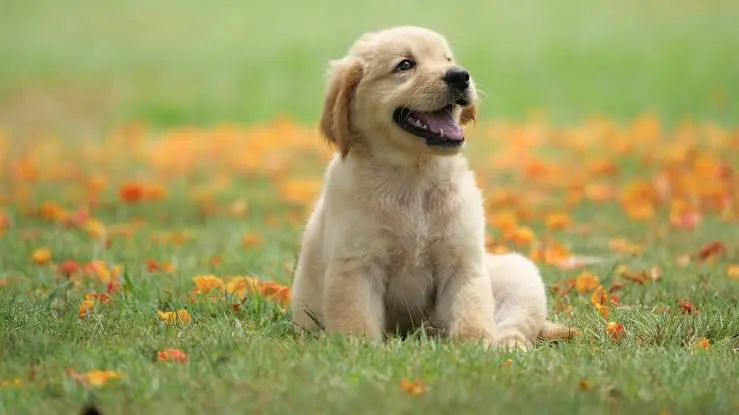 Can Dogs Have Soda? Why This Fizzy Treat Is a Bad Idea