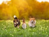 Understanding Cultural Differences in Pet Care: A Compassionate Approach