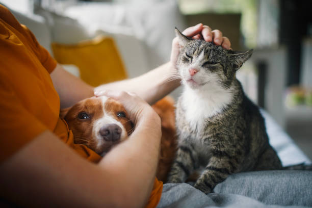 Cat Stress: What It Is and How to Handle It