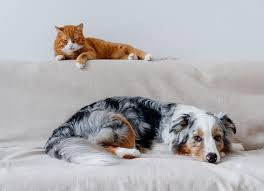 3 Common Dog Training Mistakes That Sabotage Your Progress