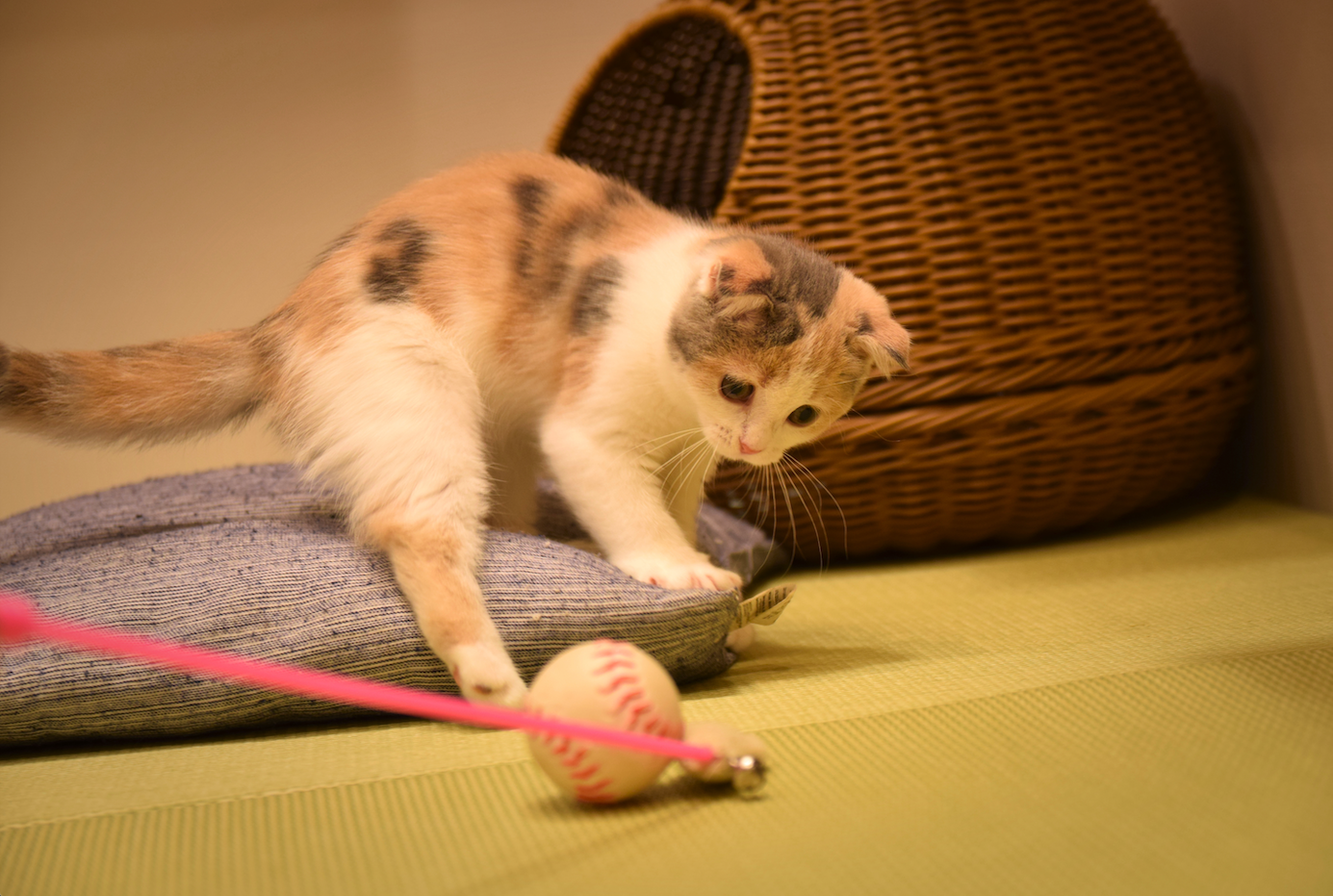 The 1-Minute, Zero-Cost DIY Cat Toy That Actually Works
