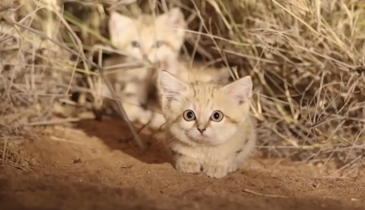 What to Do If Your Indoor Cat Gets Out: The Complete Guide