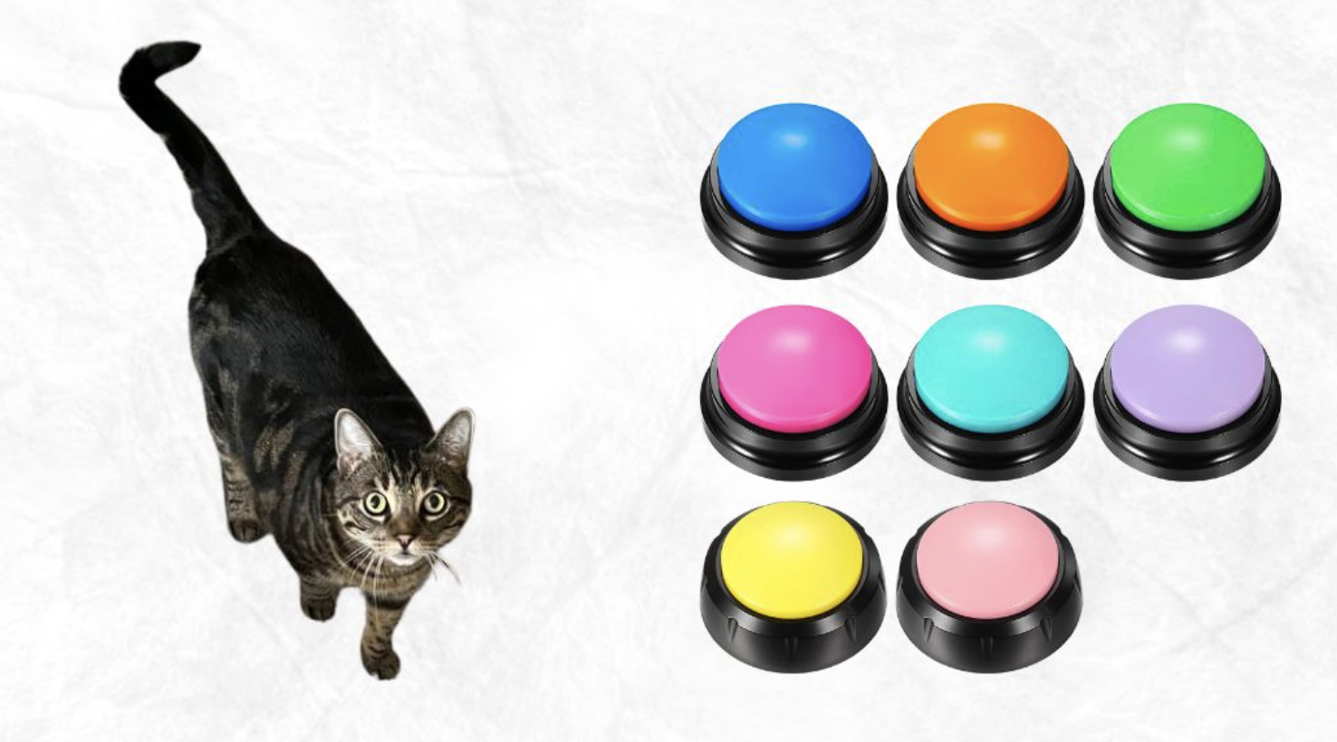 Can Cats Really Talk With Buttons? 60-Day AAC Training Experiment + Step-by-Step Guide