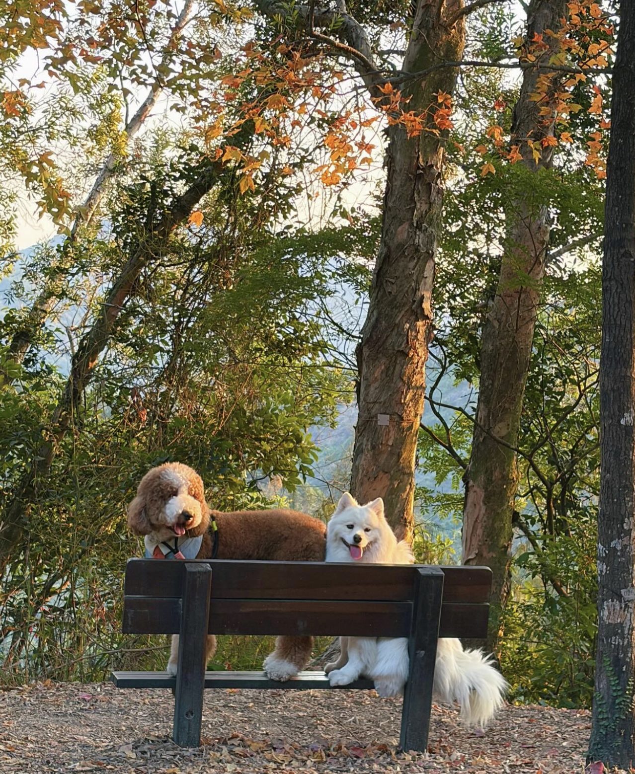 Yes, Your Dog Eats Poop. Let’s Stop Pretending.