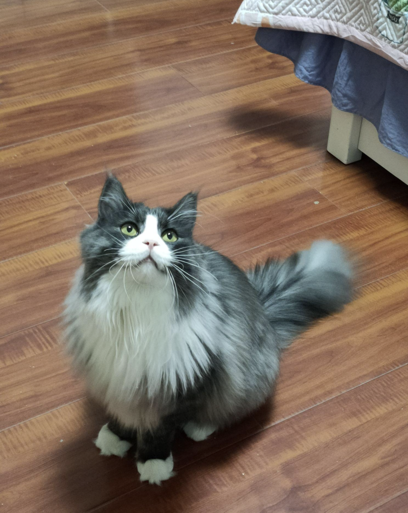 I Thought Cat Stress Was Exaggerated… Until My Cat Started Trembling and Breathing Fast
