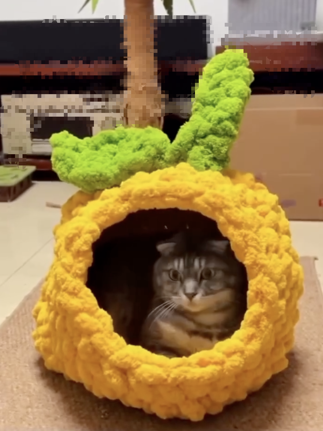 Traveling with Cats: A Practical Guide to Reducing Stress on Your Feline Friend
