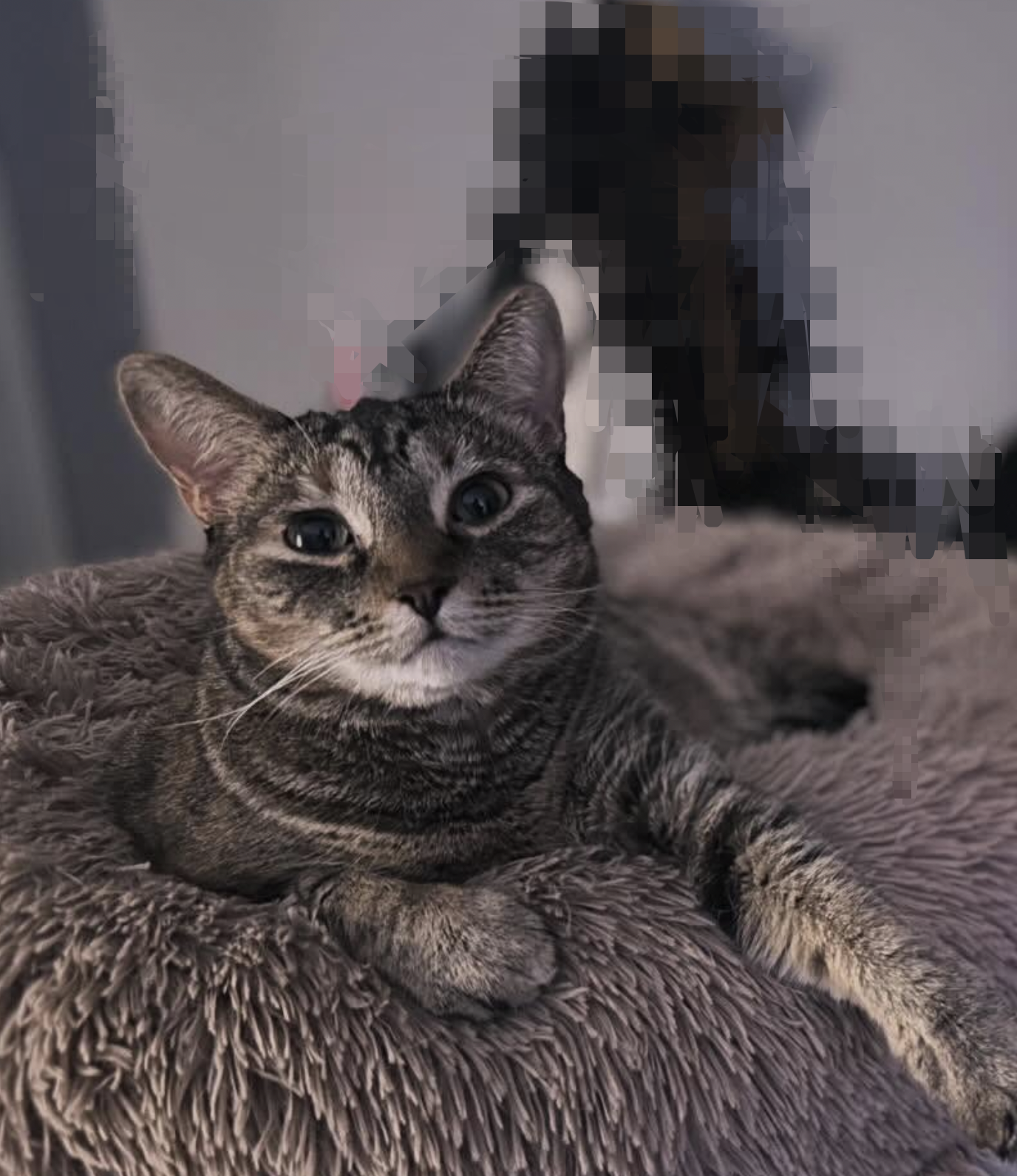 Why Some Cats Stress So Easily: Understanding Shy and Sensitive Cats