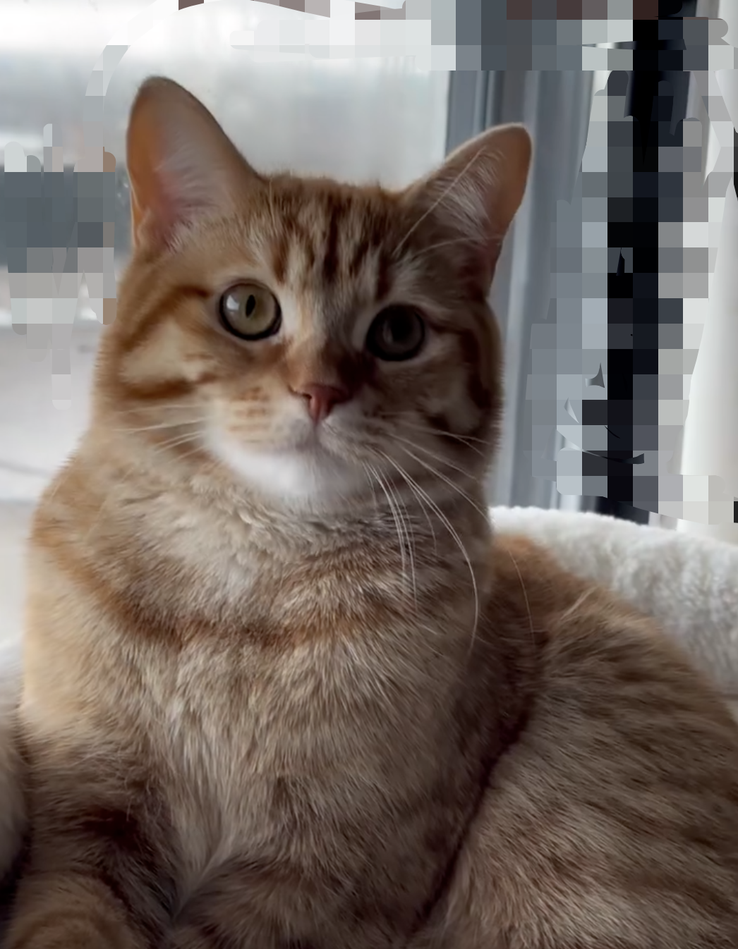 Top 10 Most Confident Cat Breeds