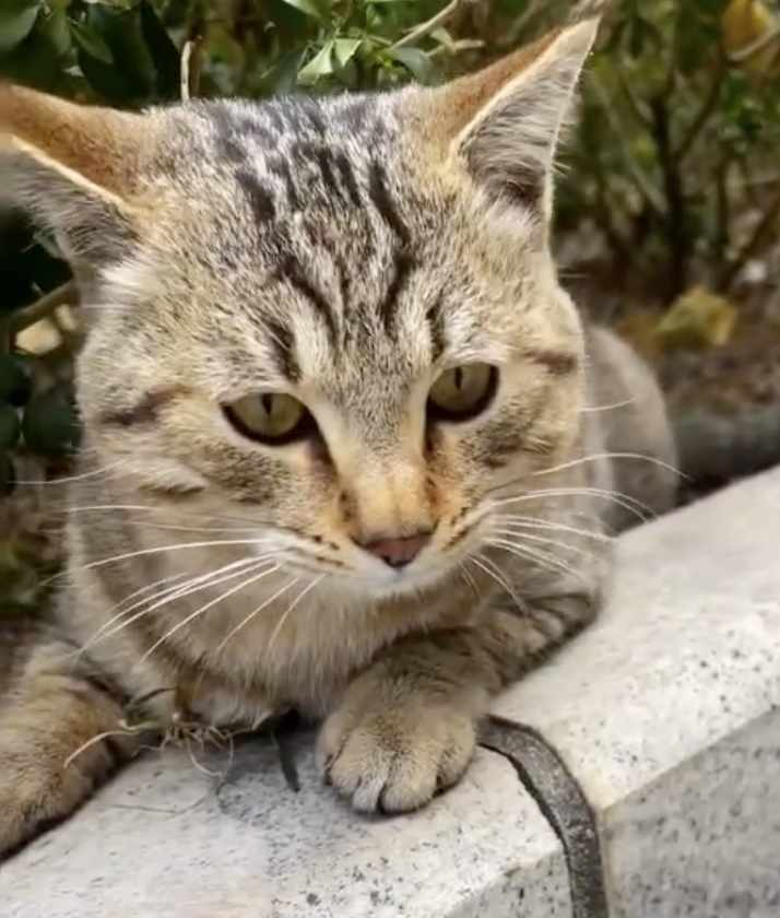 Aegean Cats : Why These Seaside Cats Rarely Get Stressed