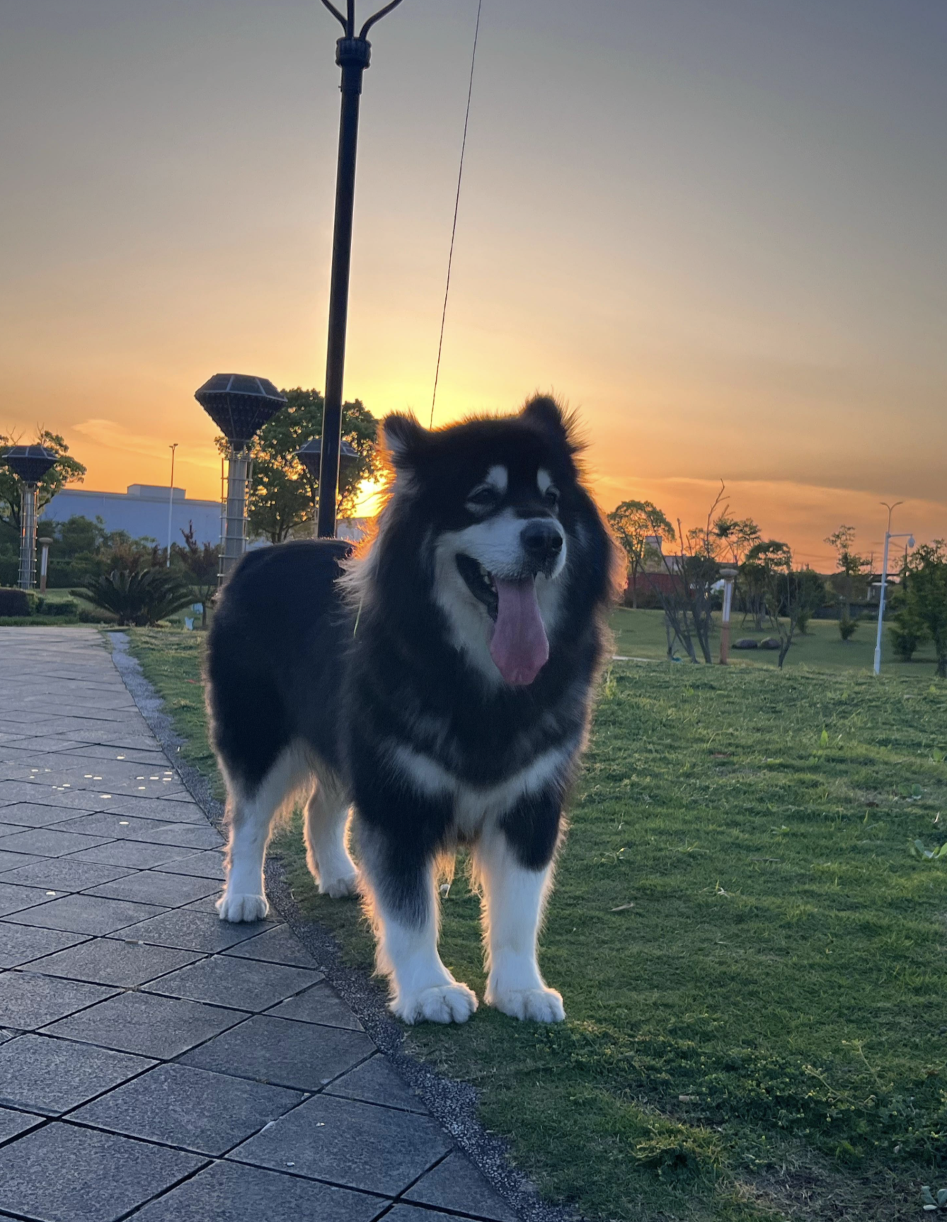 Is Dog Loyalty Real — or Just Submission?