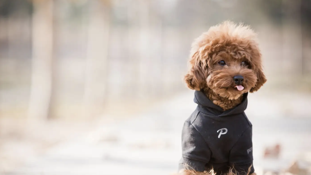 Is Soft Food Bad for Your Dog's Teeth? The Surprising Truth